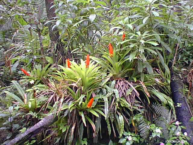 Bromelia, EL Yunque