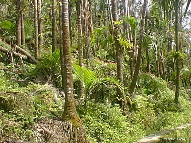 EL Yunque