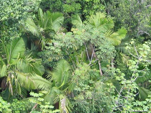 El yunque, Hermoso Bosque