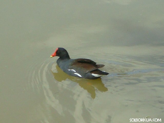 Gallarete del Jardín