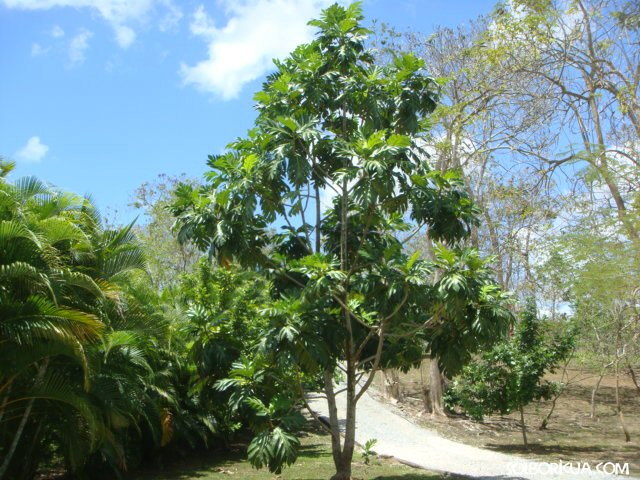 El Panapén, Arbolera Ancestral Africana