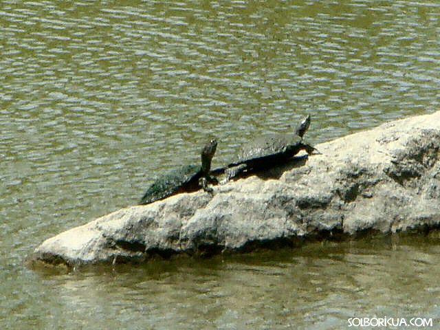 Tortugas del Jardín