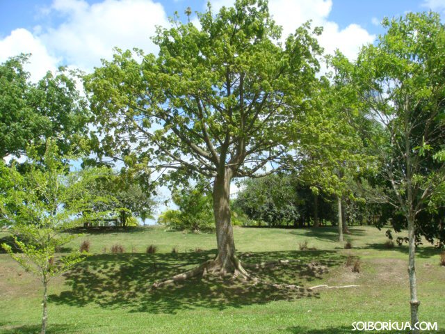 La Ceiba