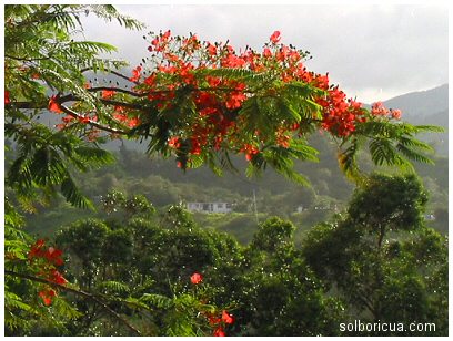 El Flamboyan en la Campiña