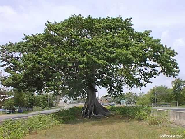 Arbol De Ceiba, Quebradillas